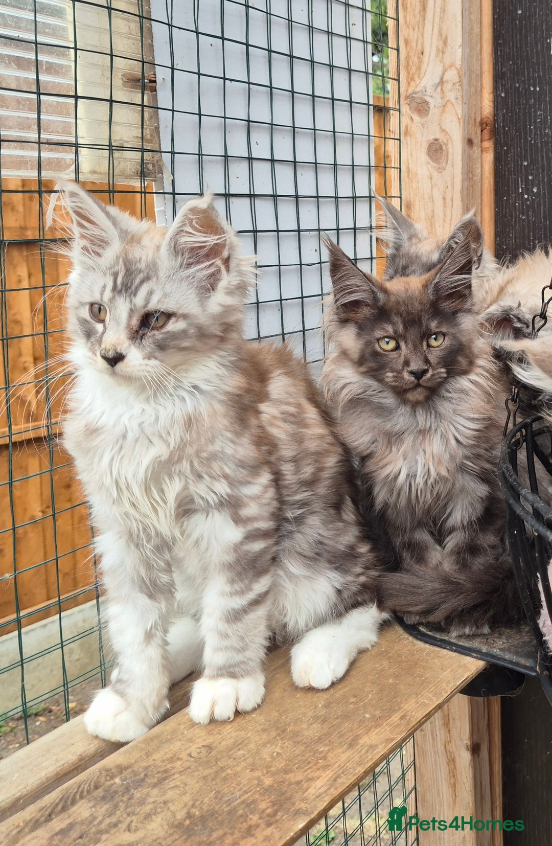 Maine Coon cats for sale: Maine coon kittens  - Image 5