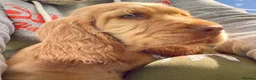Cocker Spaniel dogs for sale: Stunning Cocker Spaniel Puppies  - Advert 18