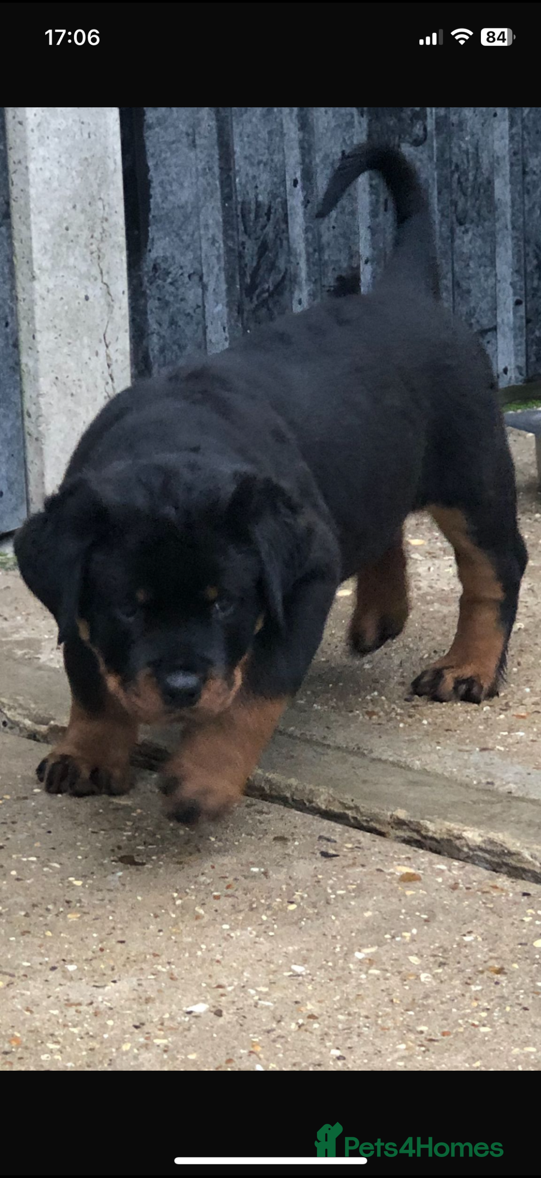 Rottweiler dogs for stud: Stunning KC registered fully health tested male   in Burnley - Advert 33