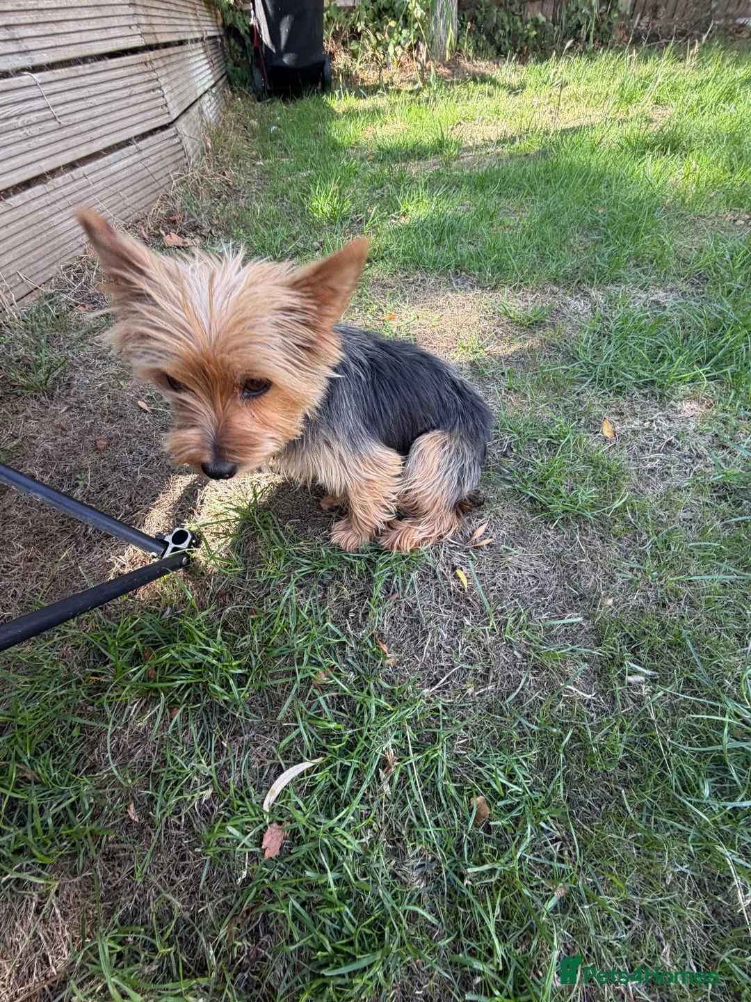 Yorkshire Terrier dogs for sale: Yorkshire terrier  in Basingstoke - Advert 5