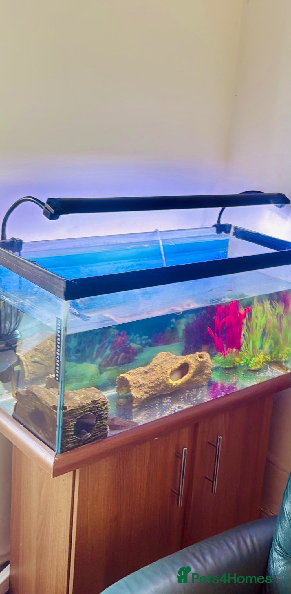 Axolotl reptiles Two female axlotls and tank set up  - Advert 1