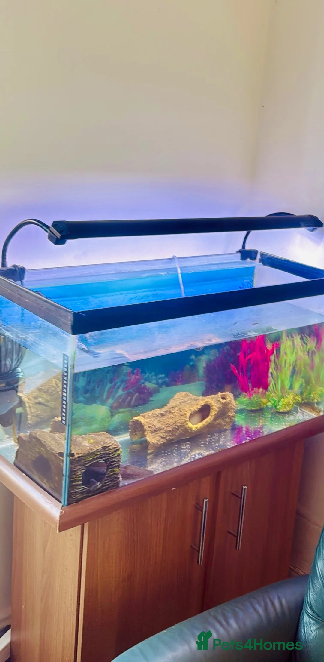 Axolotl reptiles for sale: Two female axlotls and tank set up  in Prestatyn - Advert 1