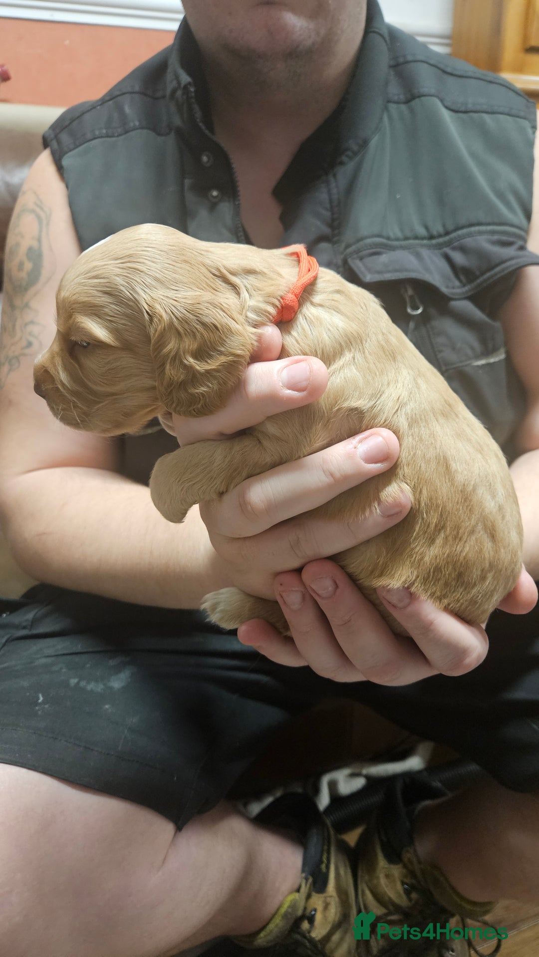Cocker Spaniel dogs for sale: Beautiful cocker spaniel  - Advert 19
