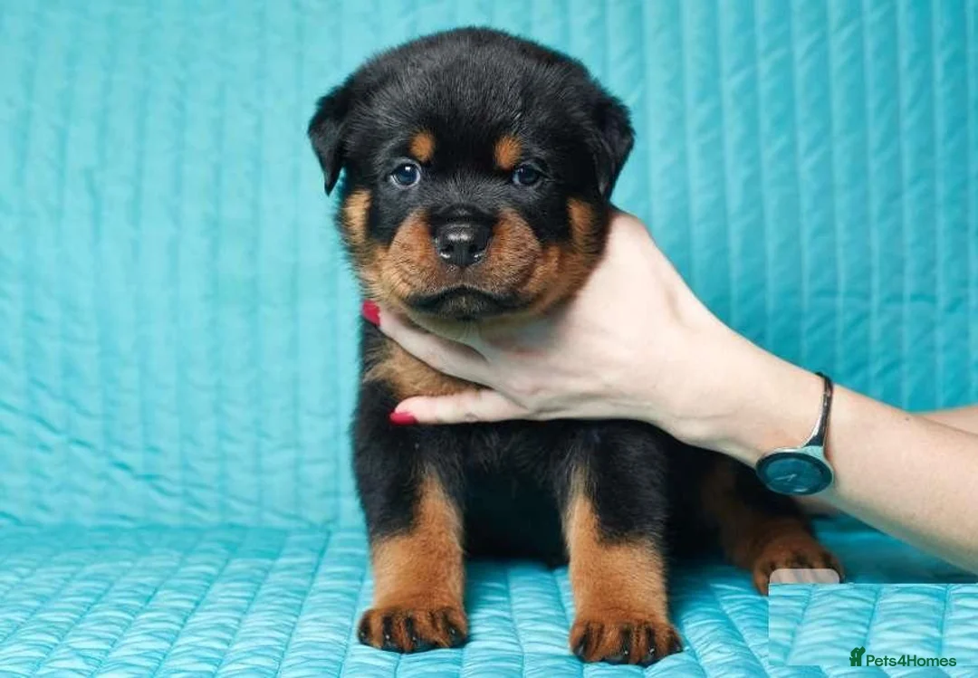 Rottweiler dogs for sale: 🌀🌀available sweet pups🌀Get yours now🌀 - Advert 2