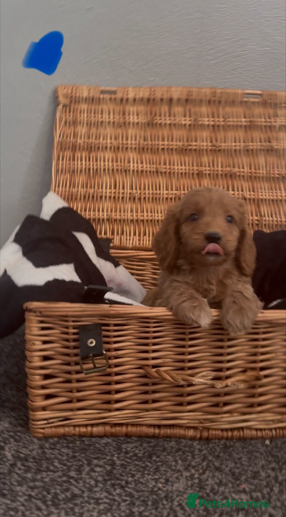 Cockapoo dogs Cockapoo - Advert 2