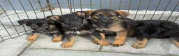 German Shepherd dogs for sale: German shepherd pups  in Dereham - Advert 9