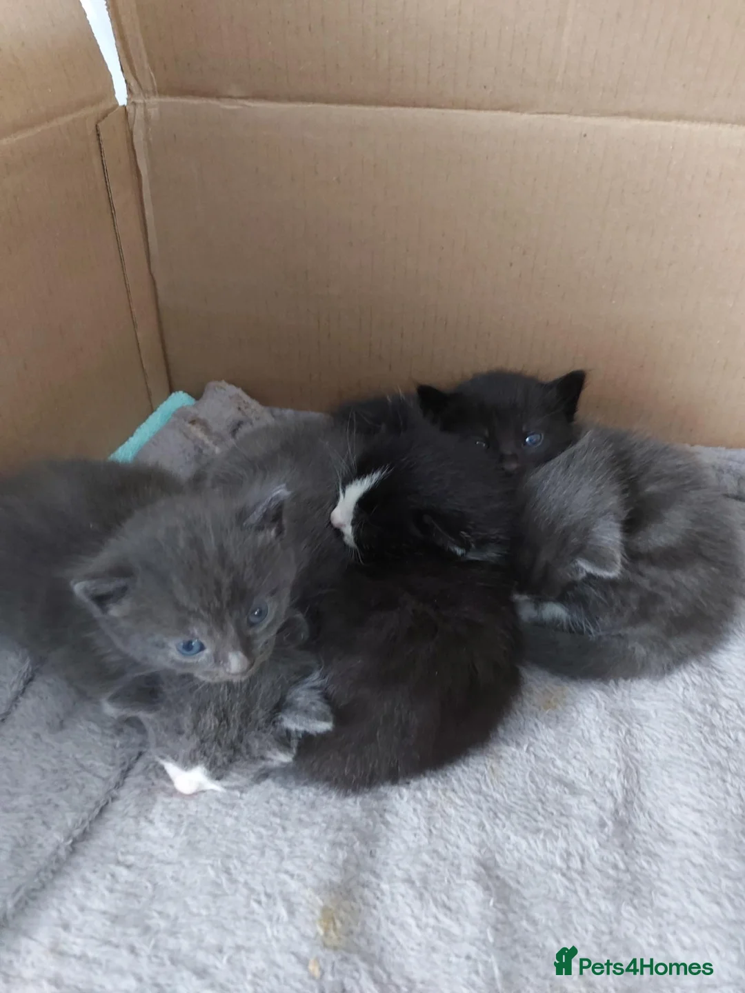 Mixed Breed cats for sale: Beautiful semi long haired grey kittens - Advert 7