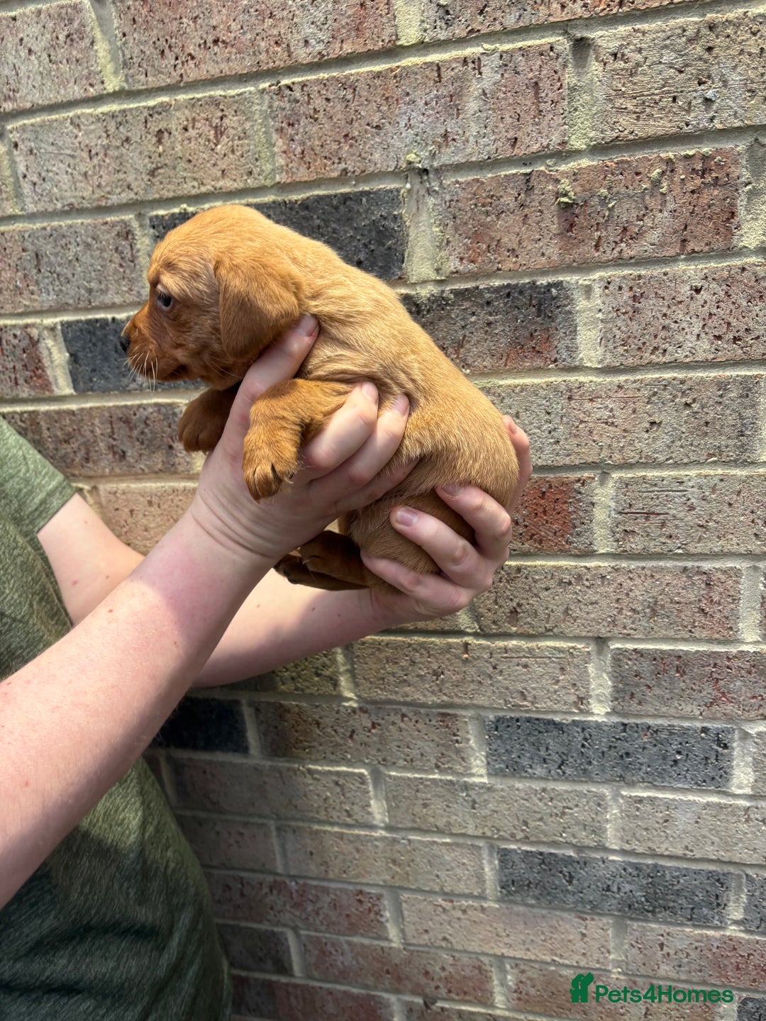 Labrador Retriever dogs for sale: Kc fox red Labrador puppies 4 boys ready to go  - Advert 12