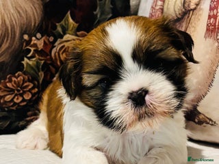 Shih Tzu dogs Beautiful shih tzu babies - Advert 8