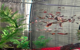 Sharks fish for sale: Tropical fish tank  - Image 5