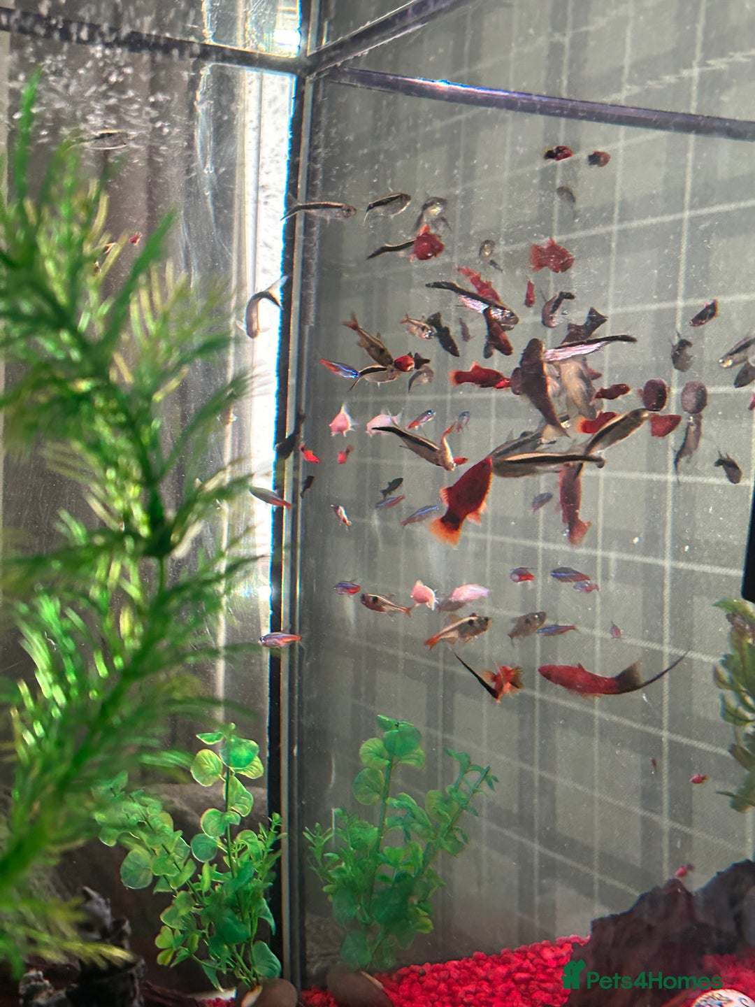 Sharks fish for sale: Tropical fish tank  - Image 5