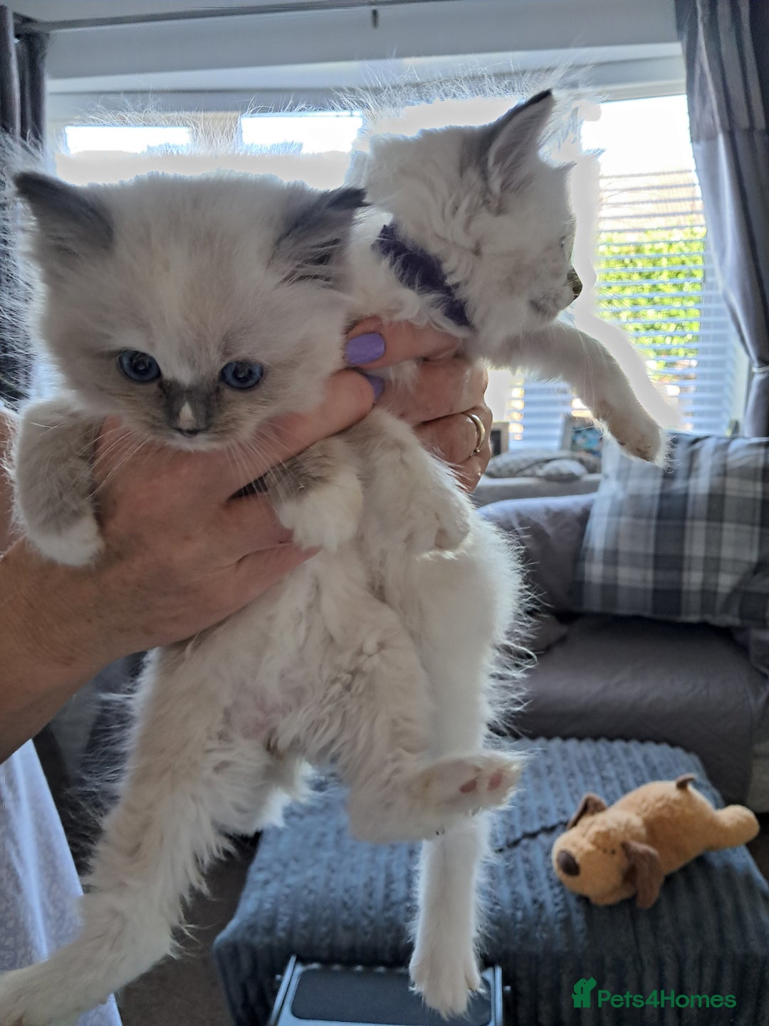 Ragdoll cats for sale:  2 female beautiful Ragdoll kittens left - Image 3