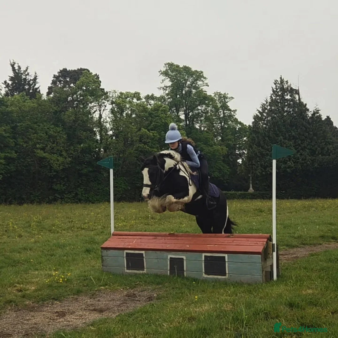 Riding pony horses for sale: Tommy Perfect 2nd pony Pony club pony in Rochester - Advert 6