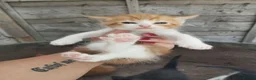 Mixed Breed cats for sale: Five adorable kittens looking for loving homes❤️ - Advert 10