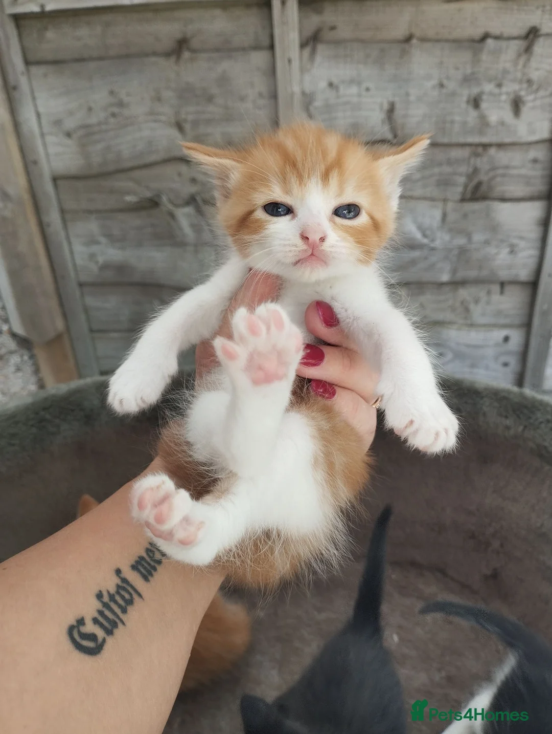 Mixed Breed cats for sale: Five adorable kittens looking for loving homes❤️ - Advert 10