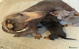 Miniature Dachshund dogs for sale: Miniature dachshund puppies - Image 5