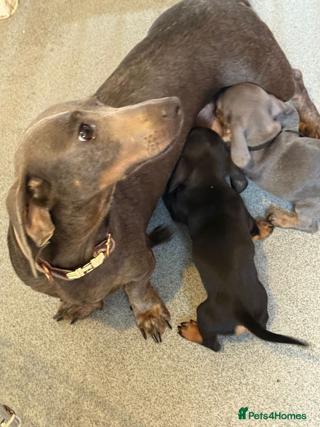 Miniature Dachshund dogs for sale: Miniature dachshund puppies - Image 5