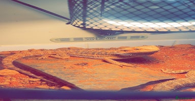 Bearded Dragon reptiles - Advert 14