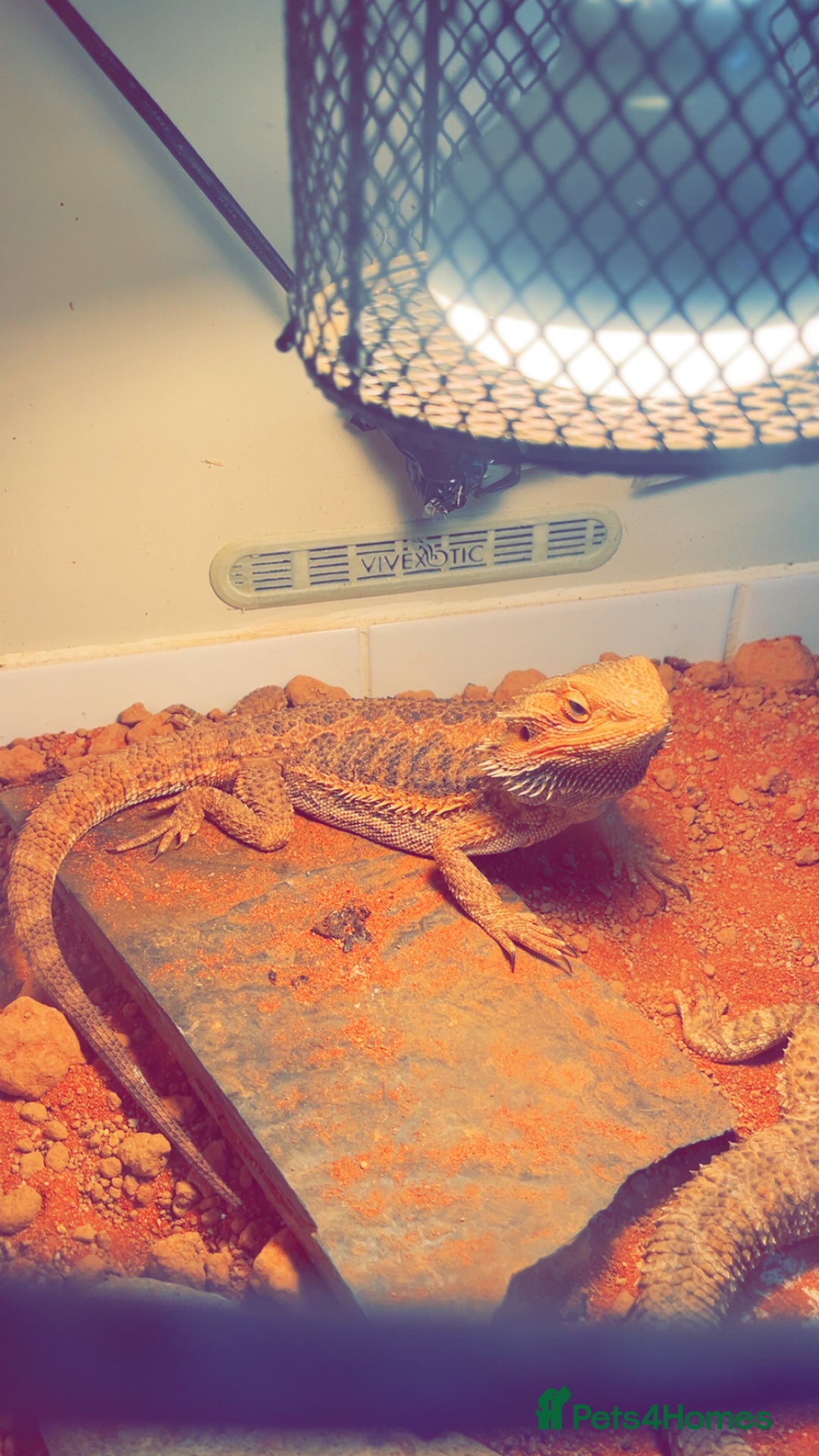 Bearded Dragon reptiles for sale: 3 bearded dragons for sale one male two females  - Image 2