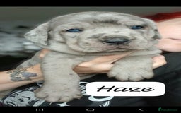 Mixed Breed dogs for sale: Beautiful Molesser Mastiff pups - Image 20