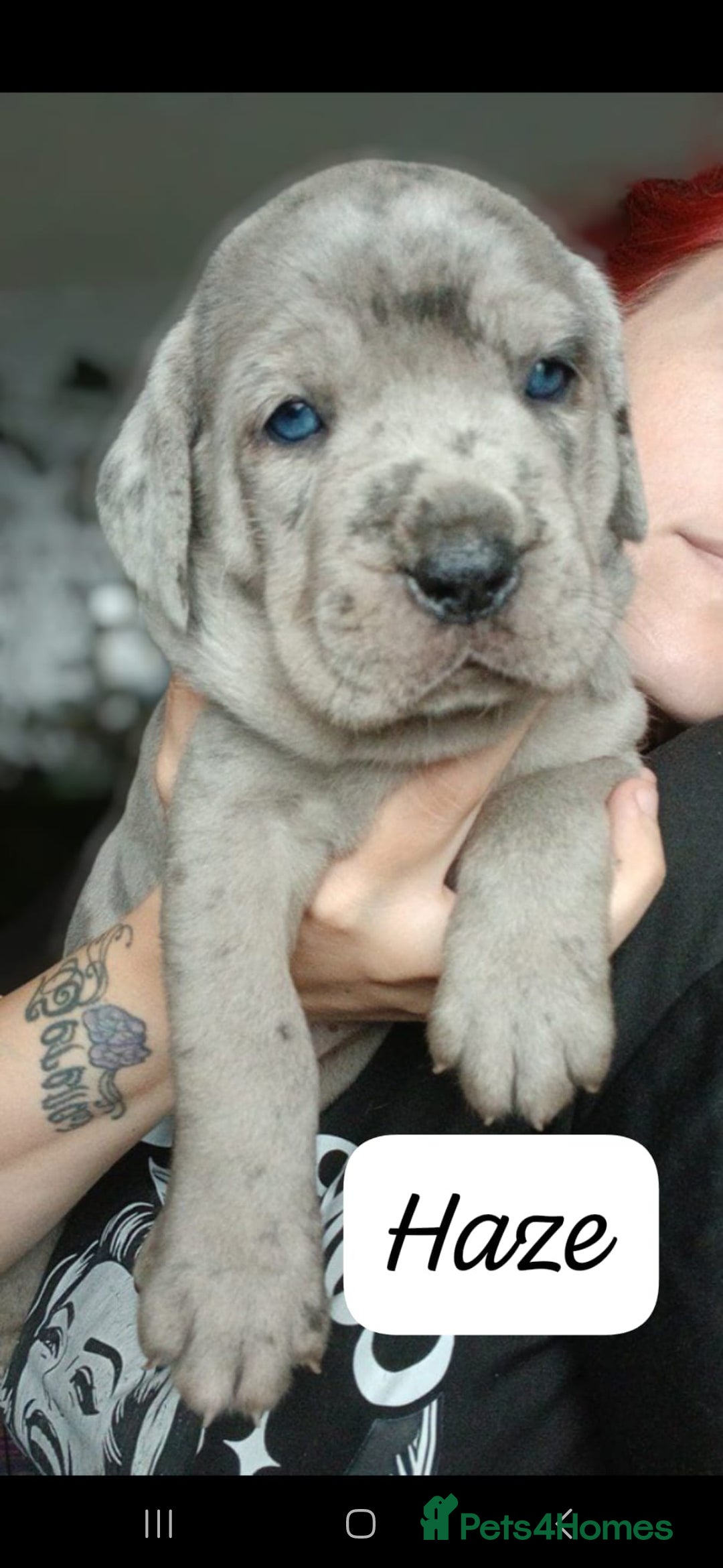 Mixed Breed dogs for sale: Beautiful Molesser Mastiff pups - Image 20