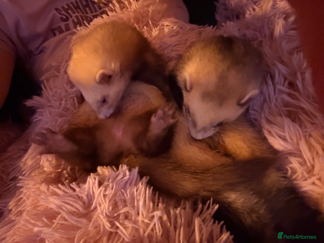 Ferret rodents for sale: Fifi & Skunk - Advert 2