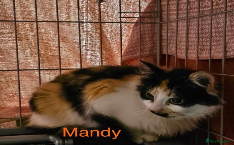 Mixed Breed cats - Advert 11