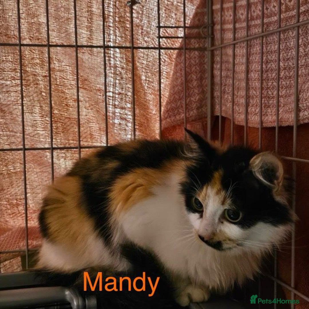 Mixed Breed cats for adoption: Lovely 3 year old female stray deserves a home - Image 1