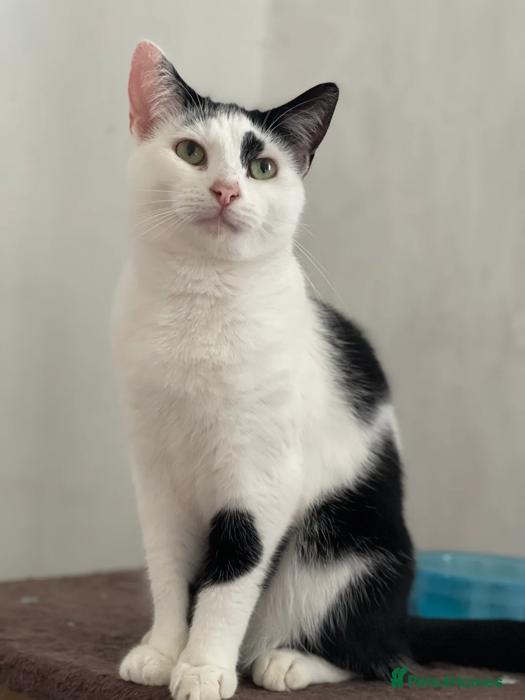 British Shorthair cats for sale: Adults cats  **  - Advert 2