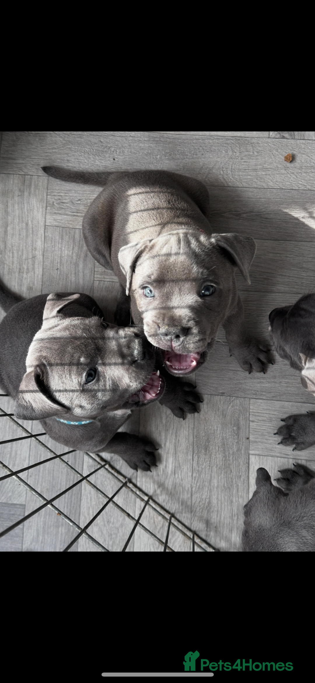Staffordshire Bull Terrier dogs for sale: Blue Staffordshire bull terrier  - Image 1