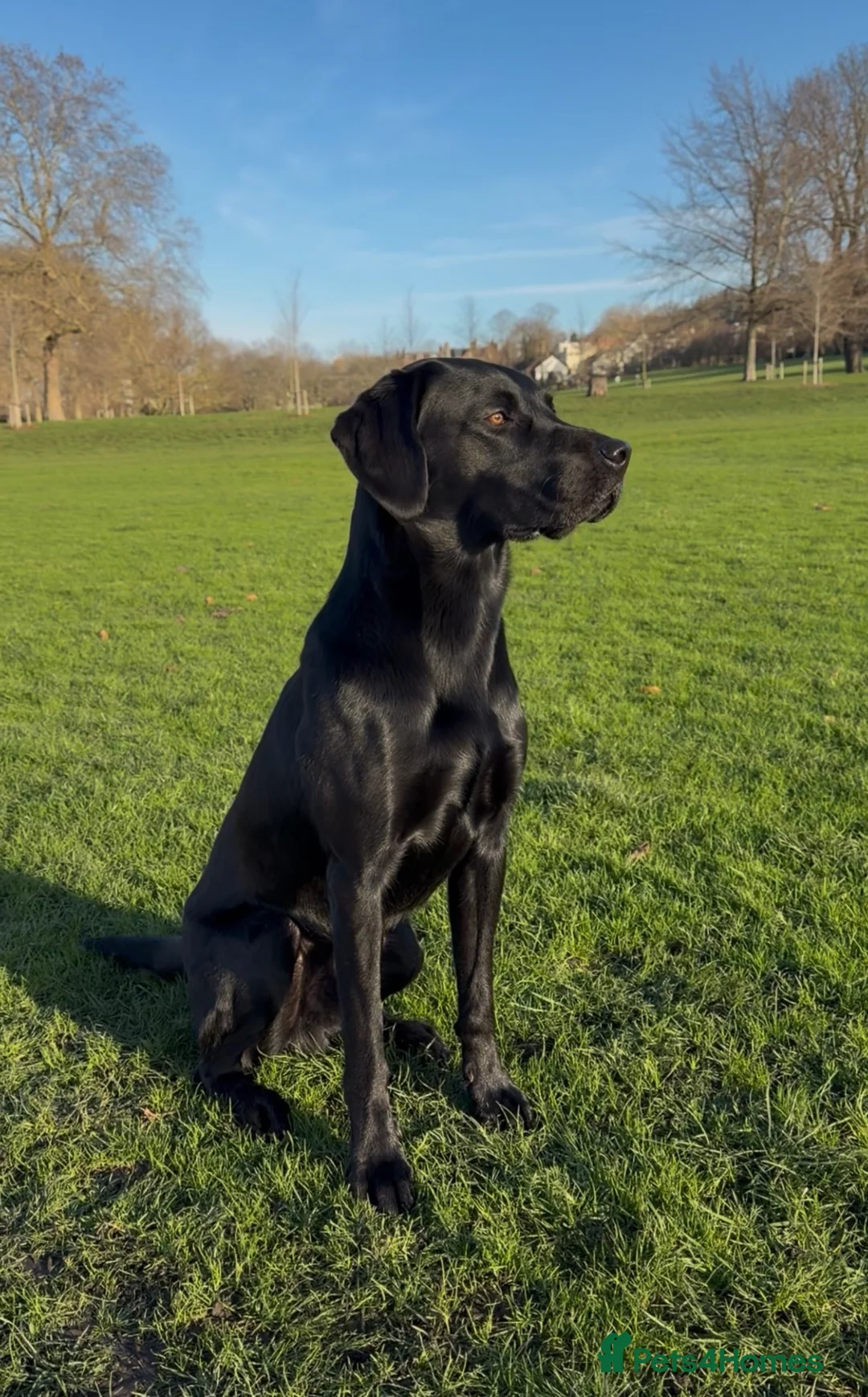 Labrador Retriever dogs for stud: Solid black working lab for stud duties - Advert 2