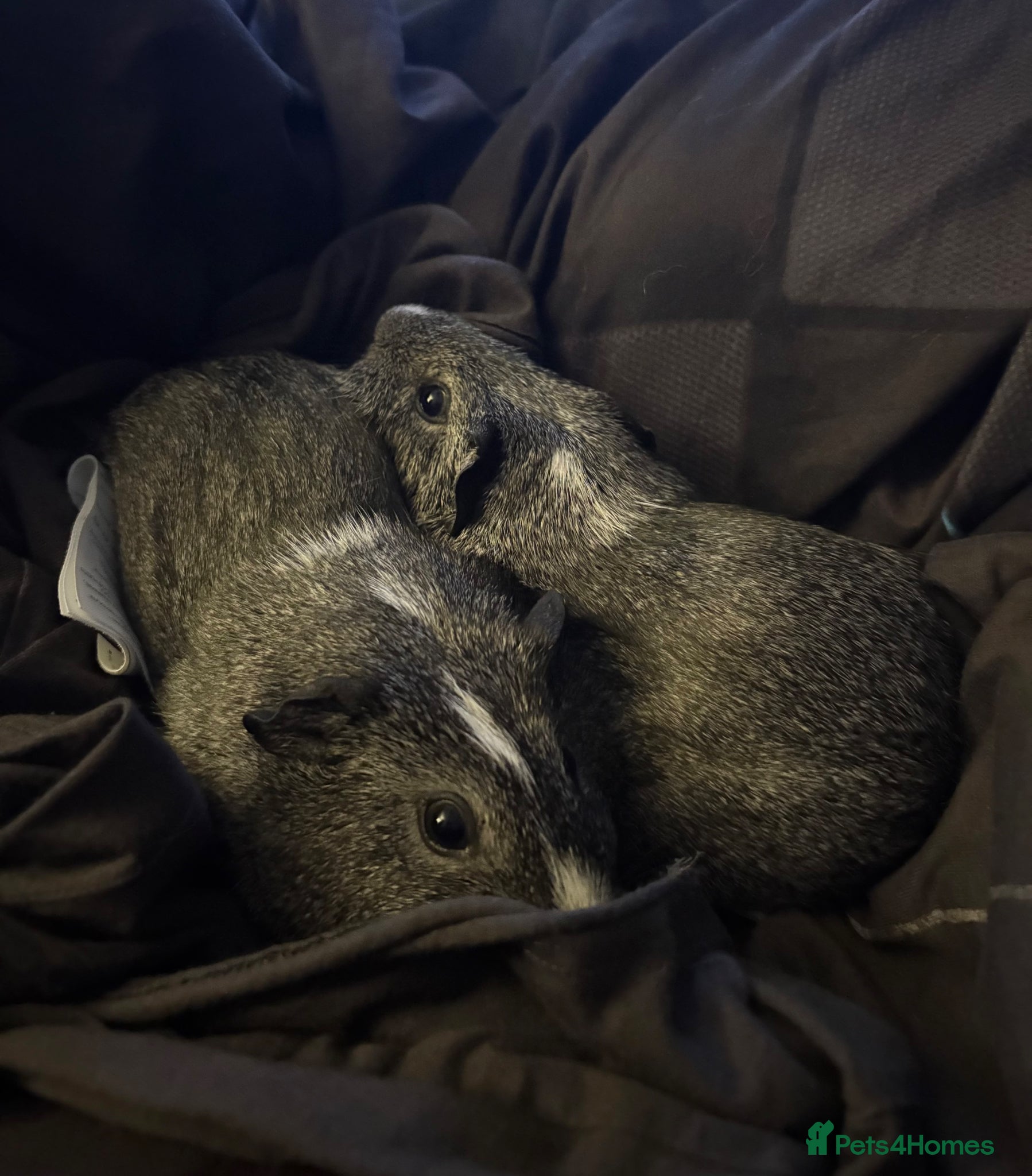 Guinea Pig rodents 2 male guinea pigs with cage/s!  - Advert 2