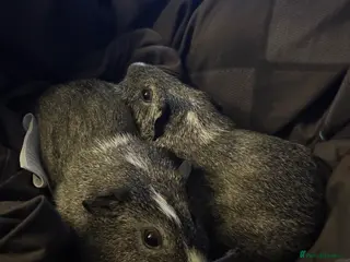 Guinea Pig rodents 2 male guinea pigs with cage/s! - Advert 2