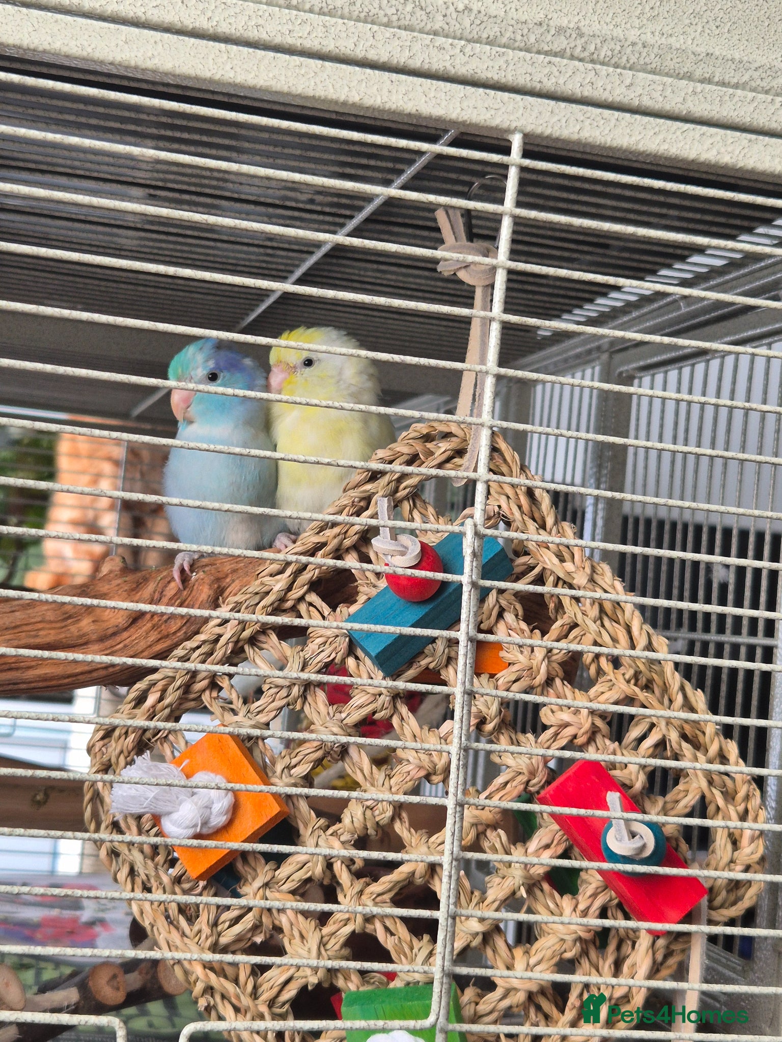Budgerigars birds for sale: Young Bonded Male & Female Parrotlet Pair - Advert 2