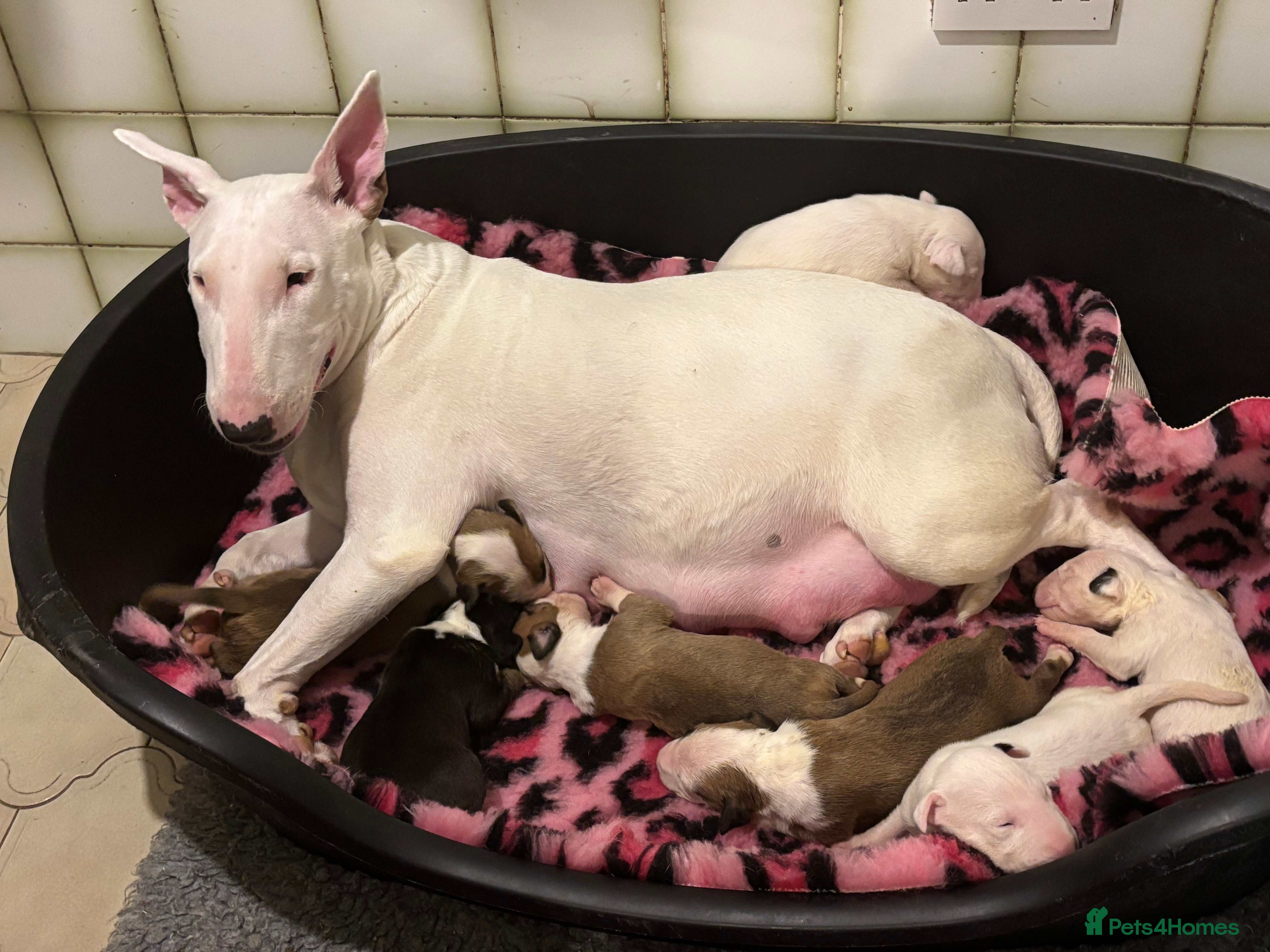 Bull Terrier dogs 🇬🇧 BULLYVIEW BULL TERRIERS🇬🇧 - Advert 1