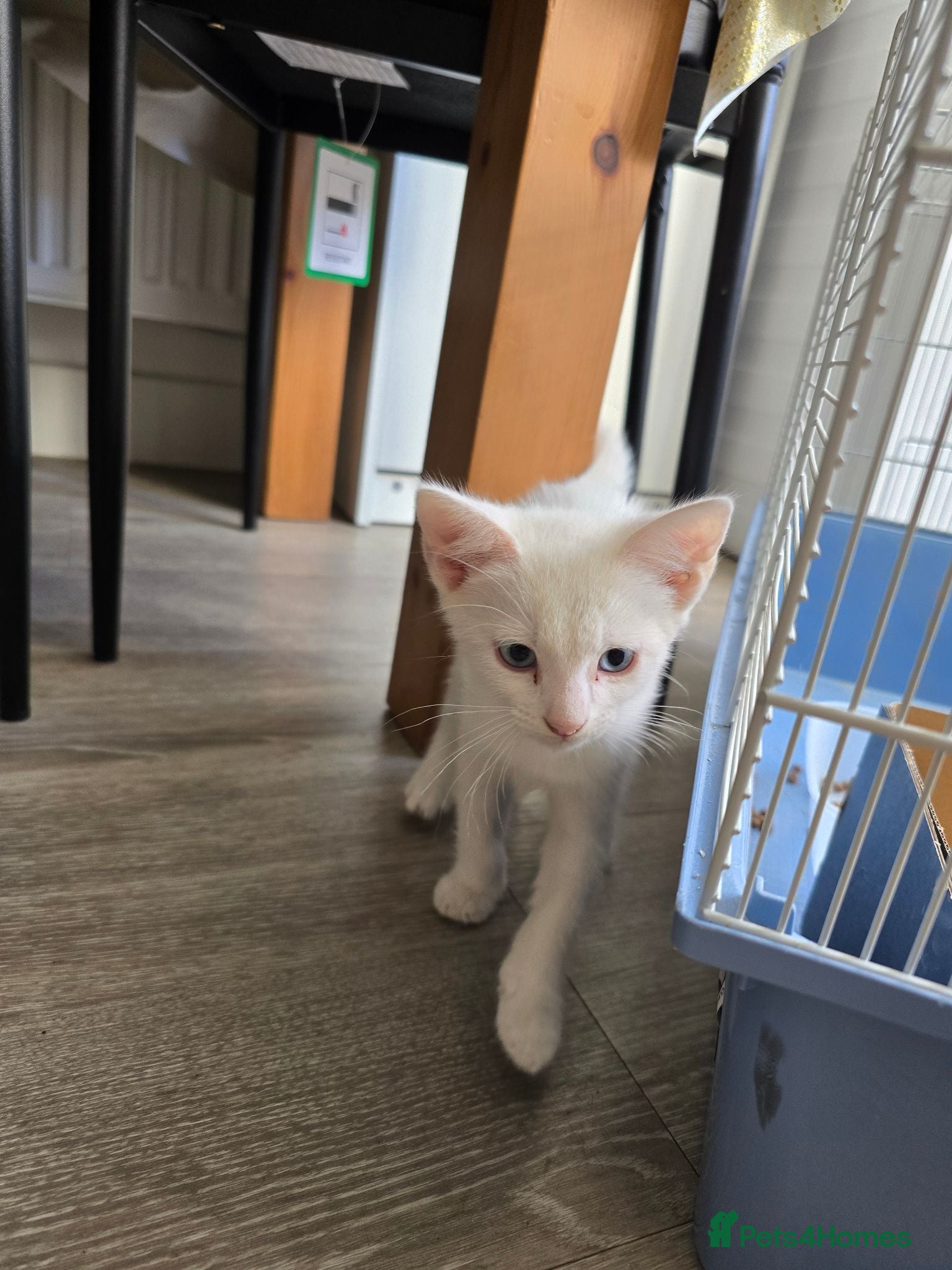Mixed Breed cats White male with blue eyes  - Advert 1