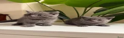 British Shorthair cats for sale: Beautiful British short hair kittens  - Advert 18