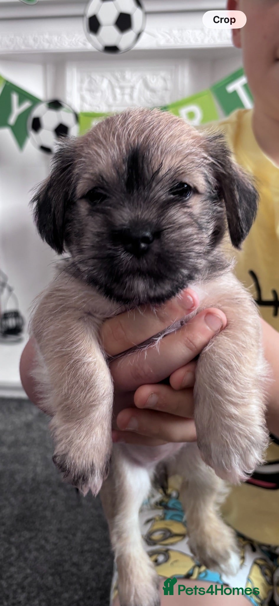 Mixed Breed dogs Female Schapso puppy  - Advert 12