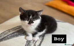 Mixed Breed cats for sale: 🐾 Adorable British Shorthair Mix Kittens 🐾 - Image 5