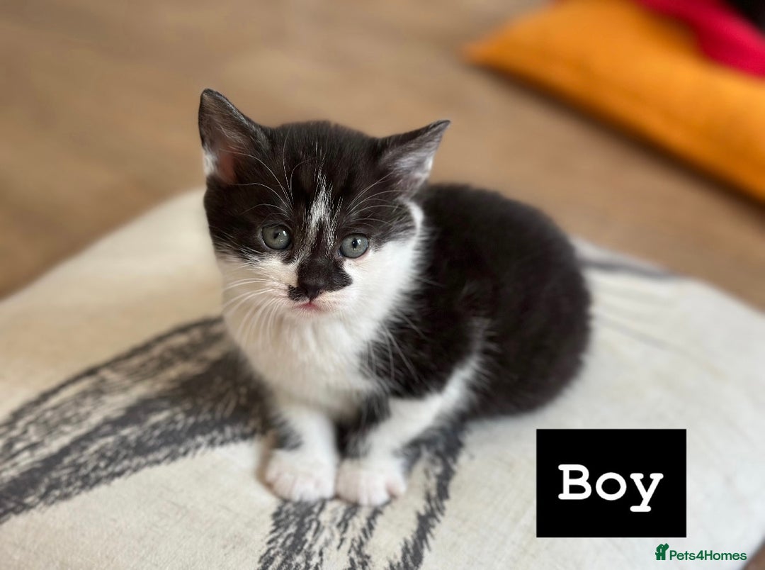 Mixed Breed cats for sale: 🐾 Adorable British Shorthair Mix Kittens 🐾 - Image 5