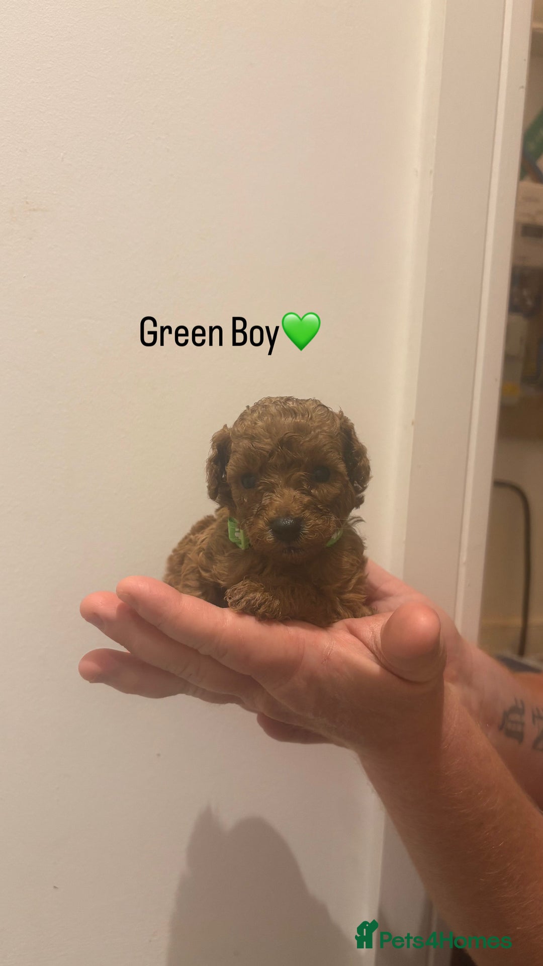 Toy Poodle dogs for sale: Deep Red Toy Poodle Puppies ❤️ - Image 7