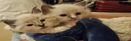 Ragdoll cats for sale: Adorable Ragdoll Kittens Looking For A New Home - Advert 9