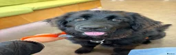 Newfoundland dogs for sale: 7 month old beautiful Newfoundland  - Advert 3