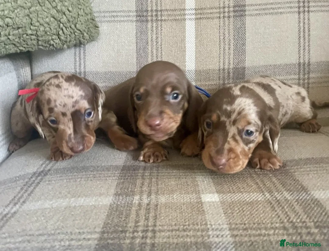 Miniature Dachshund dogs for sale: STUNNING MINIATURE DACHSHUND FOR SALE - Advert 1