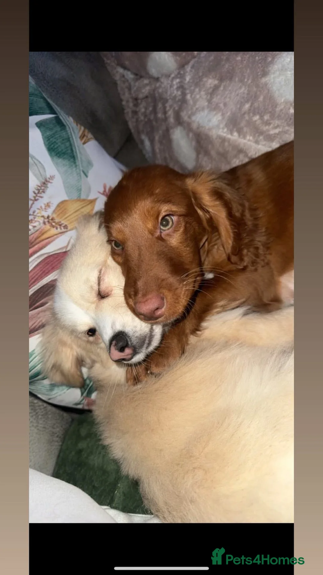 Cockapoo dogs for sale: Straight haired Cockapoo - Loki  - Advert 9