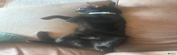 British Shorthair cats for sale: 11 month old black sisters.  in Eastleigh - Advert 3