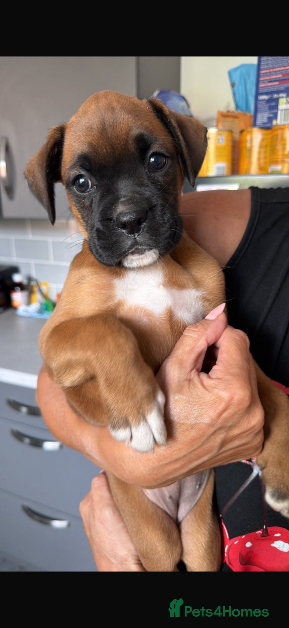 Boxer dogs Beautiful boxer puppy 🐶❤️ - Advert 1