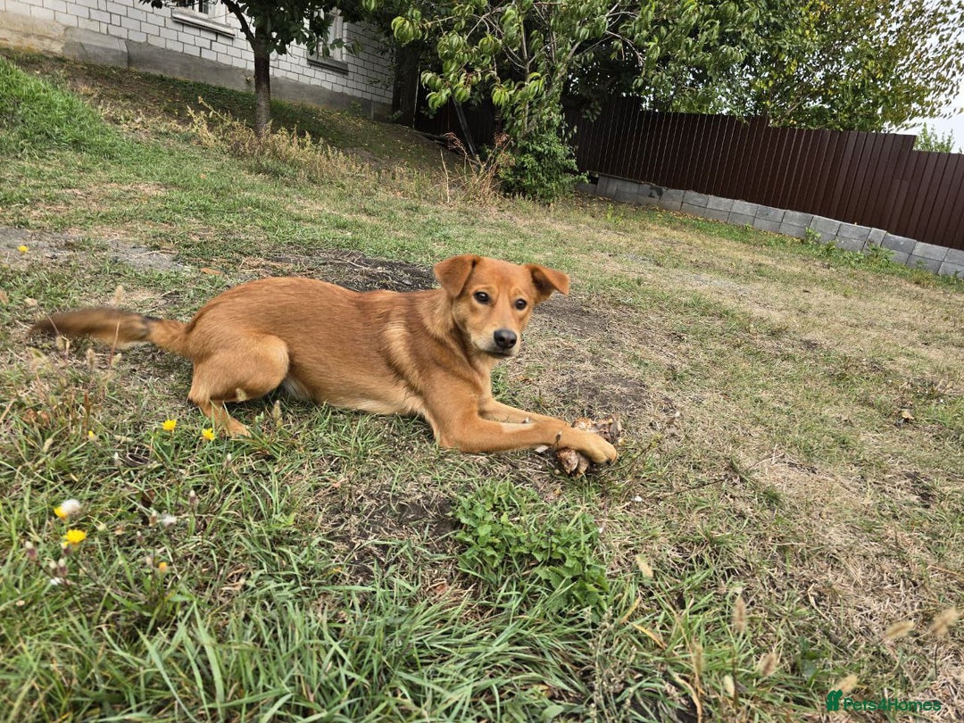 Mixed Breed dogs for adoption: 💙🐶 ARCHIE AND ARNY🐶💙 - Image 10