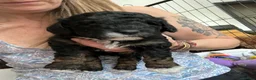 Cockapoo dogs for sale: Stunning curly coated Toy Cockapoos  - Advert 6