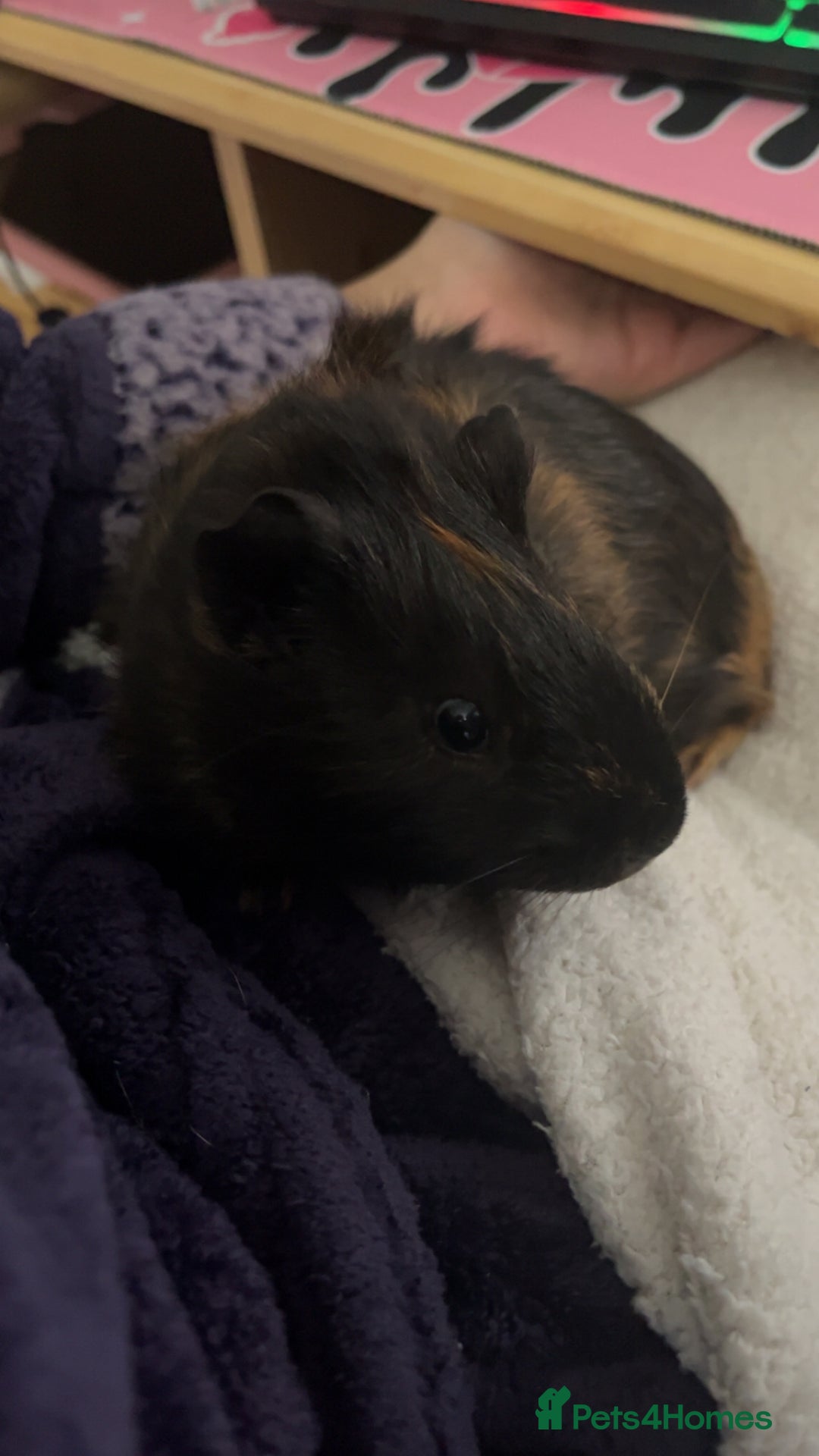Guinea Pig rodents for sale: 3 MALE GUINEA PIGS  - Advert 6